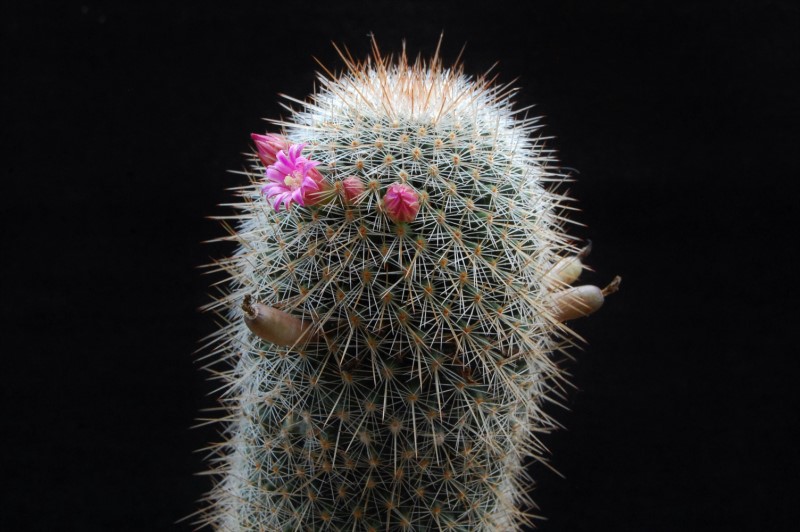 Mammillaria meyranii ESP 7/51