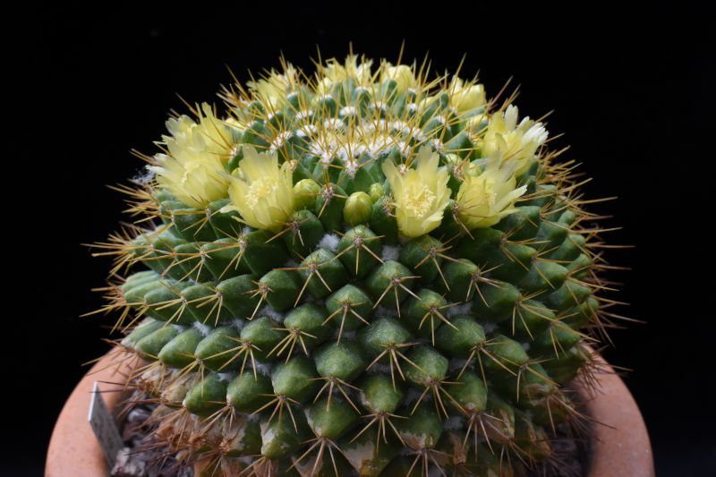 mammillaria lindsayi