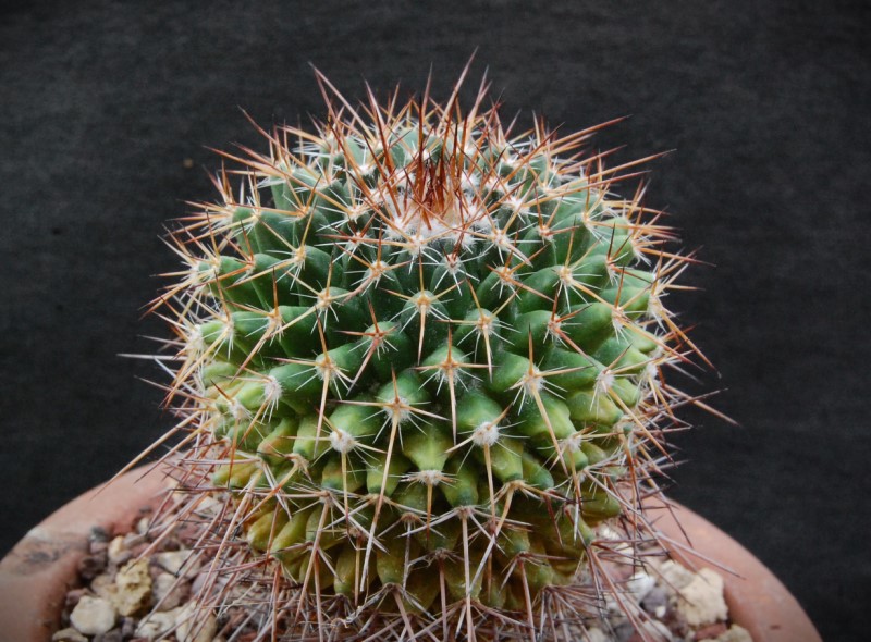 Mammillaria gigantea ROG 428