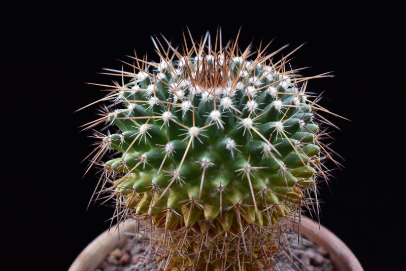 Mammillaria gigantea ROG 428