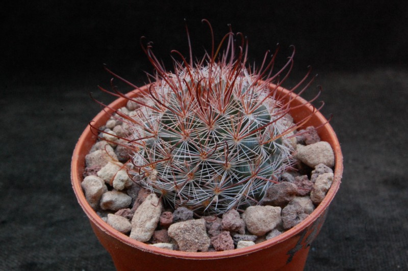 Mammillaria mercadensis ROG 722