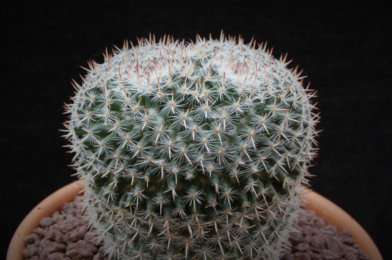 Mammillaria infernillensis ROG 651