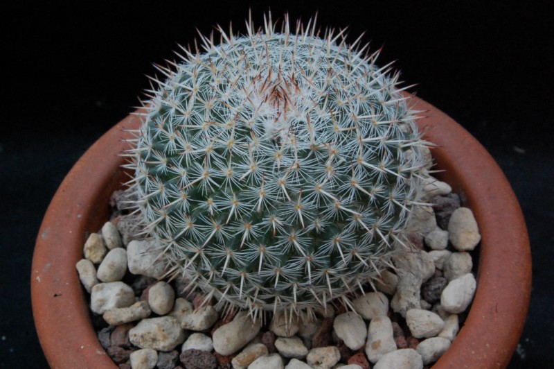 Mammillaria infernillensis ROG 651