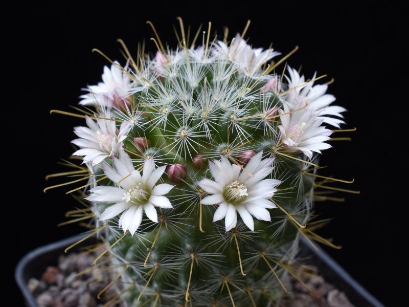 mammillaria sinistrohamata