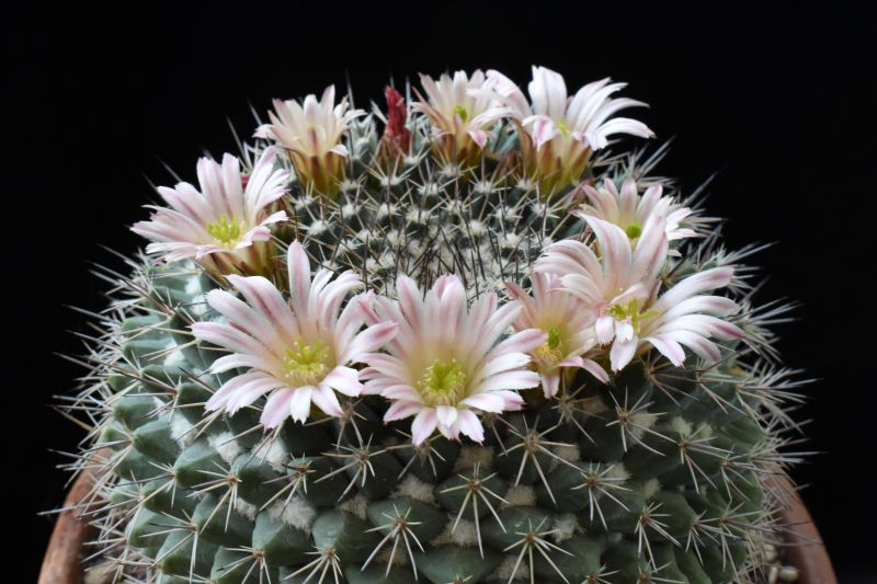 mammillaria johnstonii