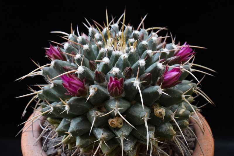 mammillaria vallensis