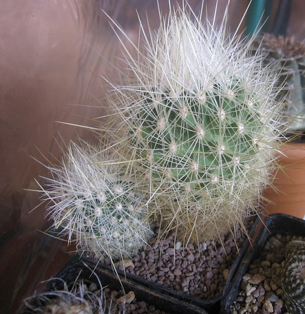 Thelocactus macdowellii 