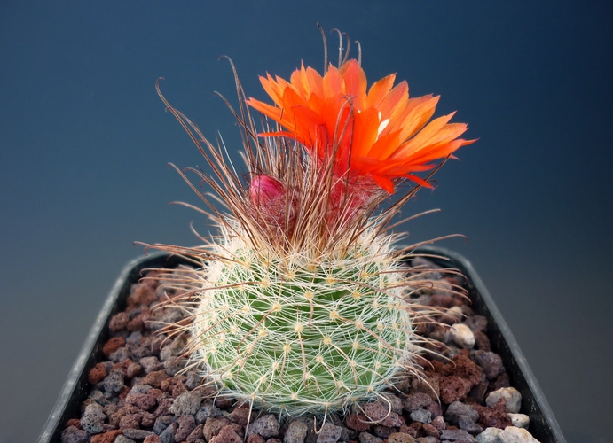 Parodia microsperma 