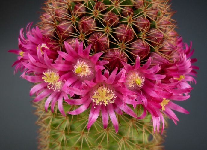 Mammillaria backebergiana 