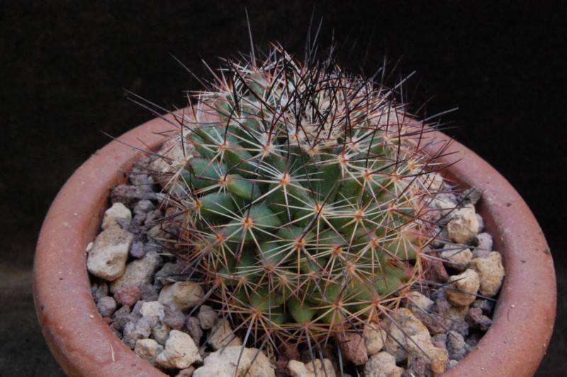 Mammillaria pachycylindrica WTH 723