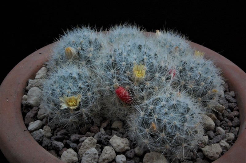 Mammillaria prolifera 