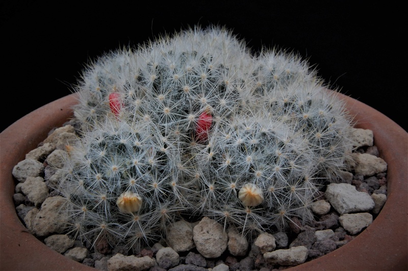 Mammillaria prolifera 