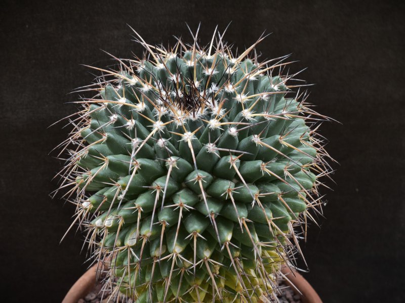 Mammillaria gigantea WH 6