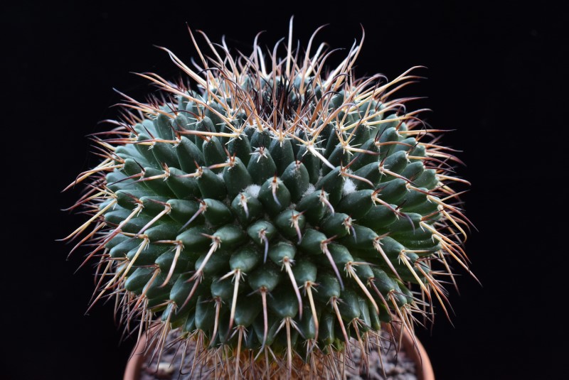 Mammillaria gigantea ML 85