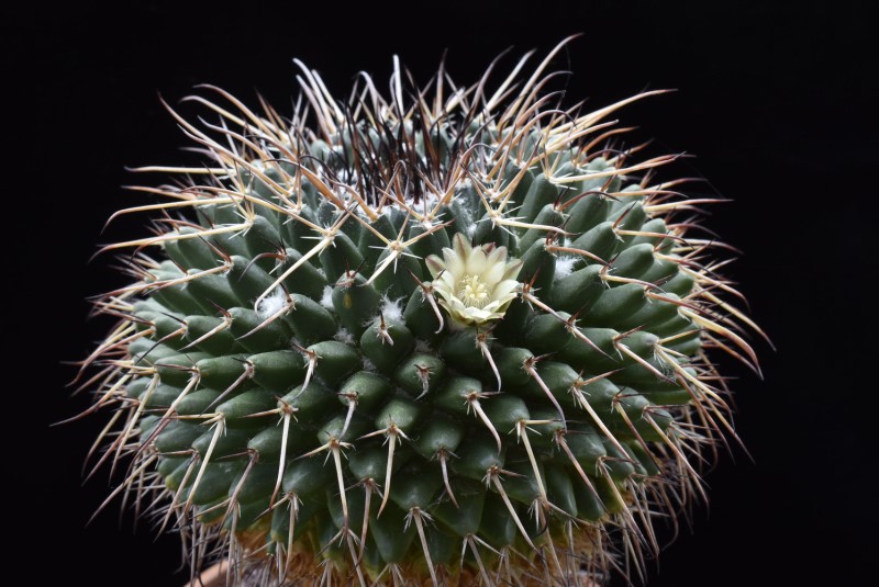 Mammillaria gigantea ML 85