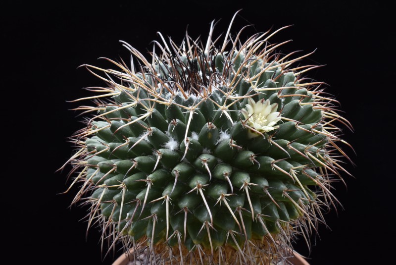 Mammillaria gigantea ML 85