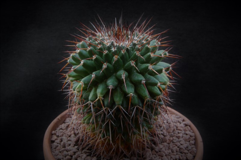 Mammillaria gigantea ML 85