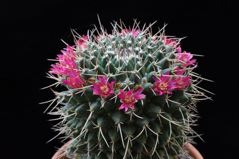 Mammillaria seitziana v. tolantongensis REP 1689
