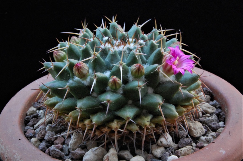 Mammillaria bucareliensis ML 485