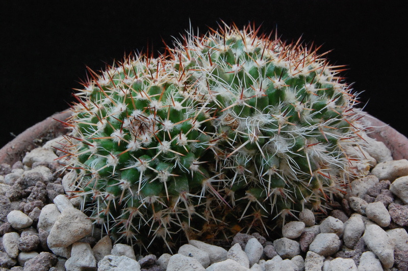 Mammillaria karwinskiana ssp. nejapensis UL 37