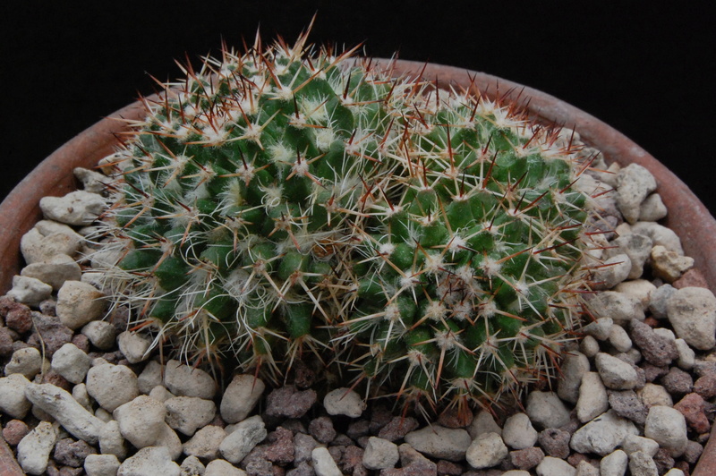 Mammillaria karwinskiana ssp. nejapensis UL 37