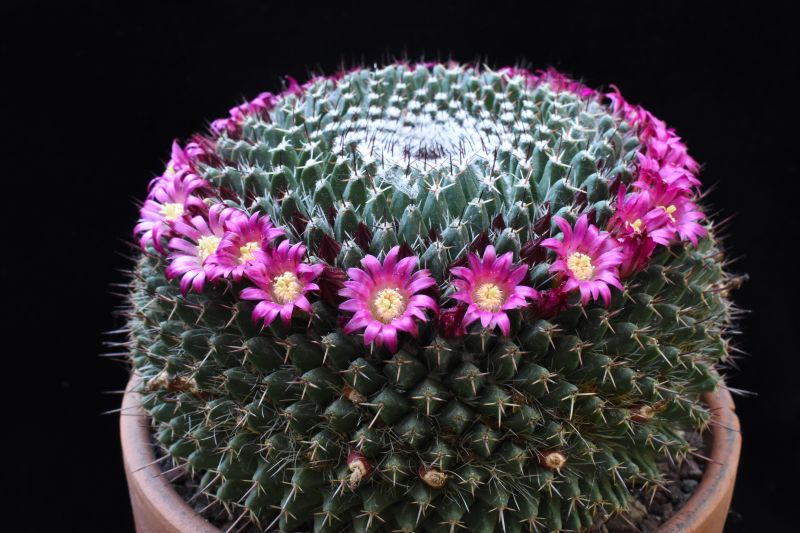 mammillaria multiseta