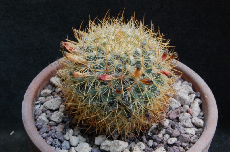 Mammillaria odieriana REP 1172