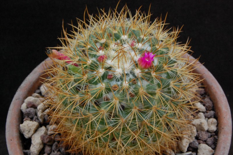 Mammillaria odieriana REP 1172