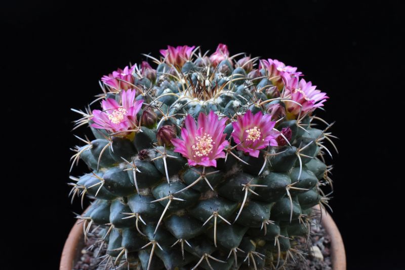 mammillaria magnimamma