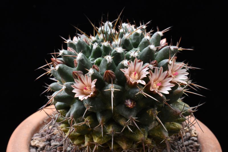 mammillaria aff. macracantha