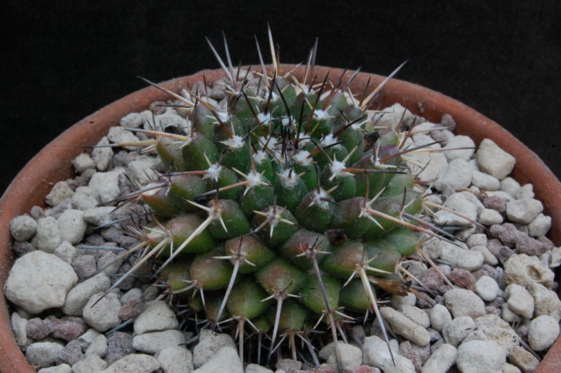 Mammillaria aff. macracantha REP 171a