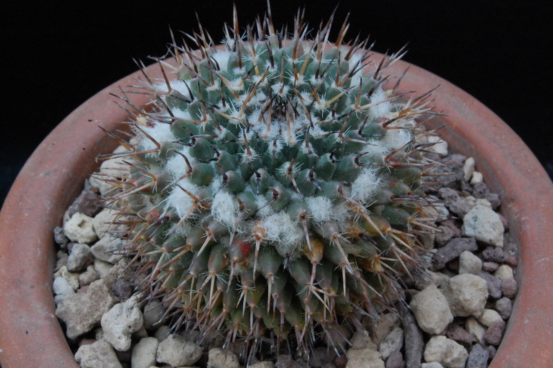 Mammillaria aff. formosa WH 51