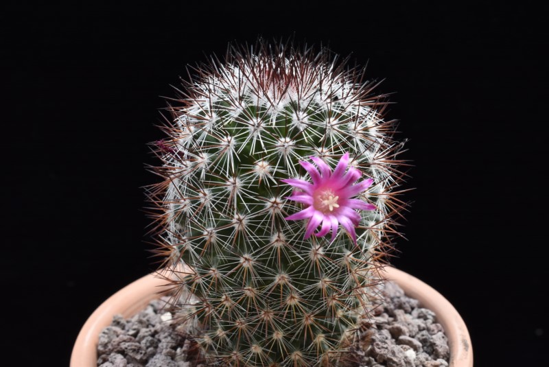 Mammillaria centraliplumosa REP 772