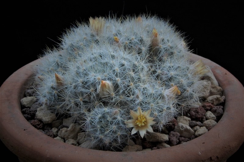 Mammillaria prolifera 