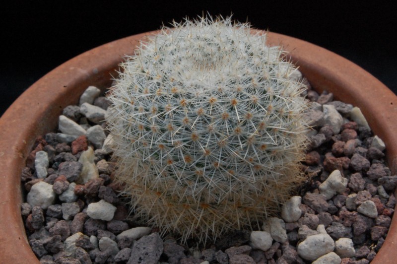 Mammillaria ignota ML 38