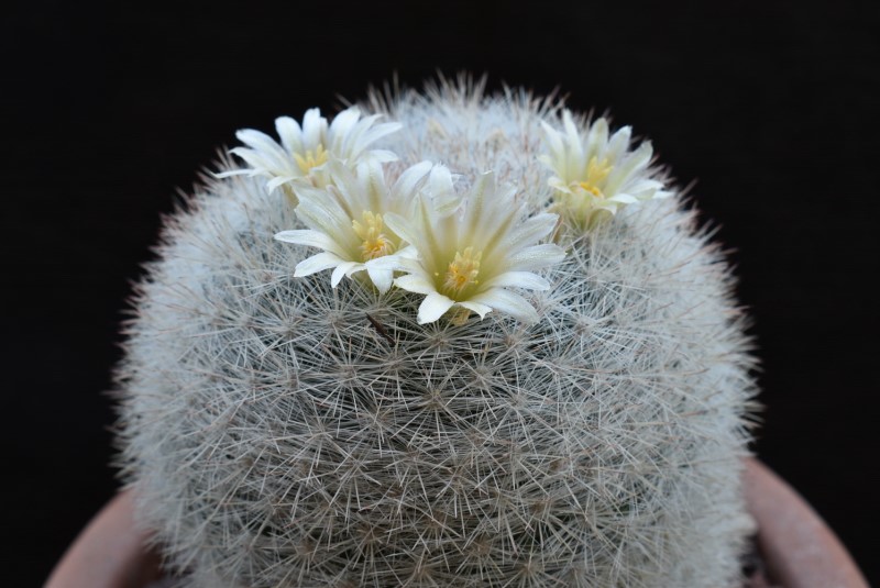 Mammillaria candida WH 60