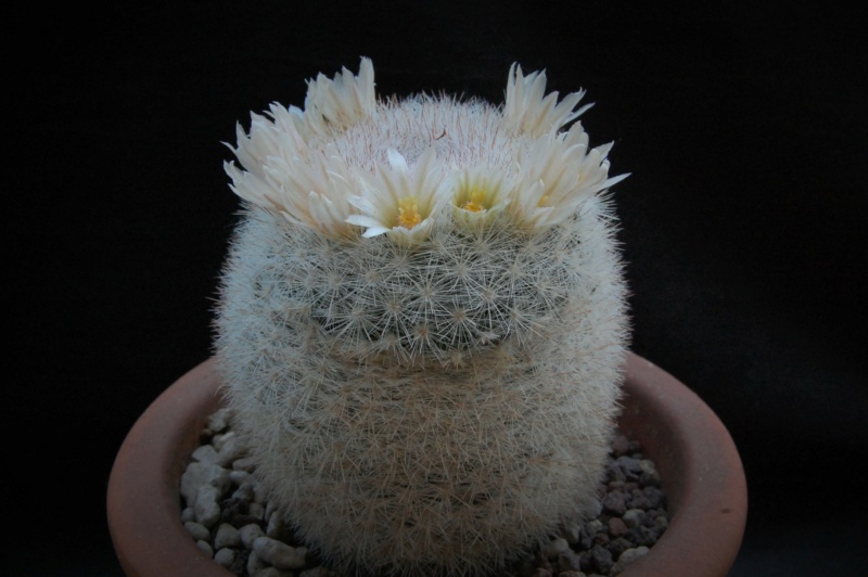 Mammillaria candida WH 60