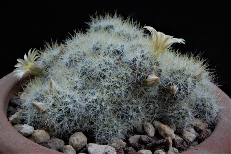 Mammillaria prolifera 