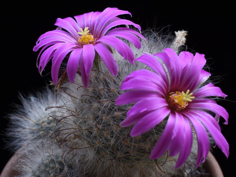 Mammillaria guelzowiana GM 928