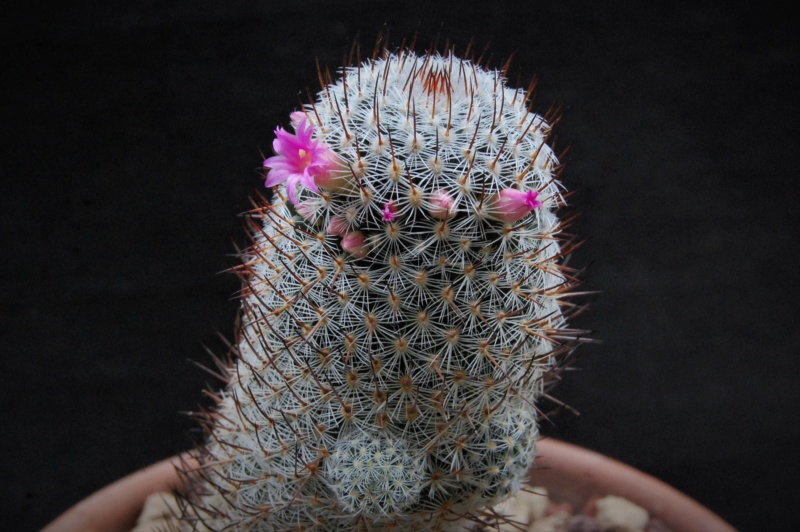 Mammillaria haageana REP 1678