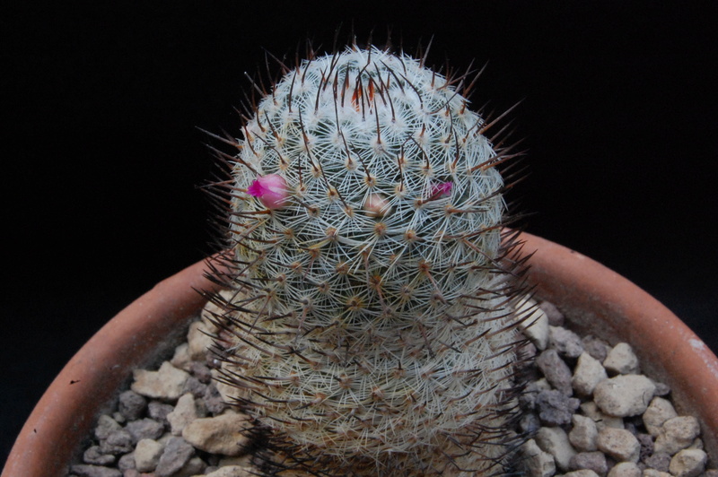 Mammillaria haageana REP 1678