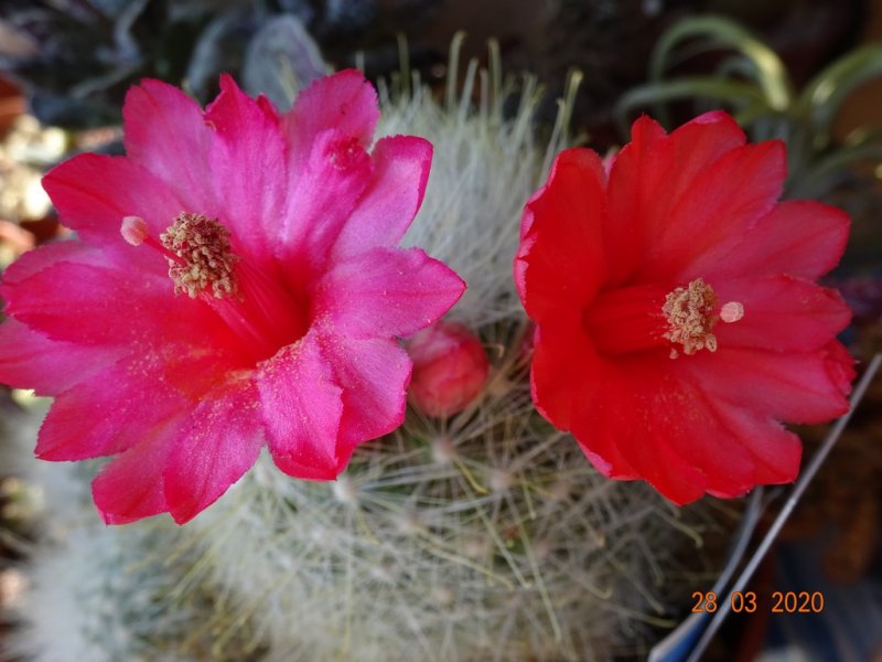 Mammillaria senilis 