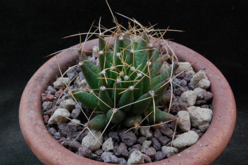 Mammillaria decipiens ssp. camptotricha forma TL 403