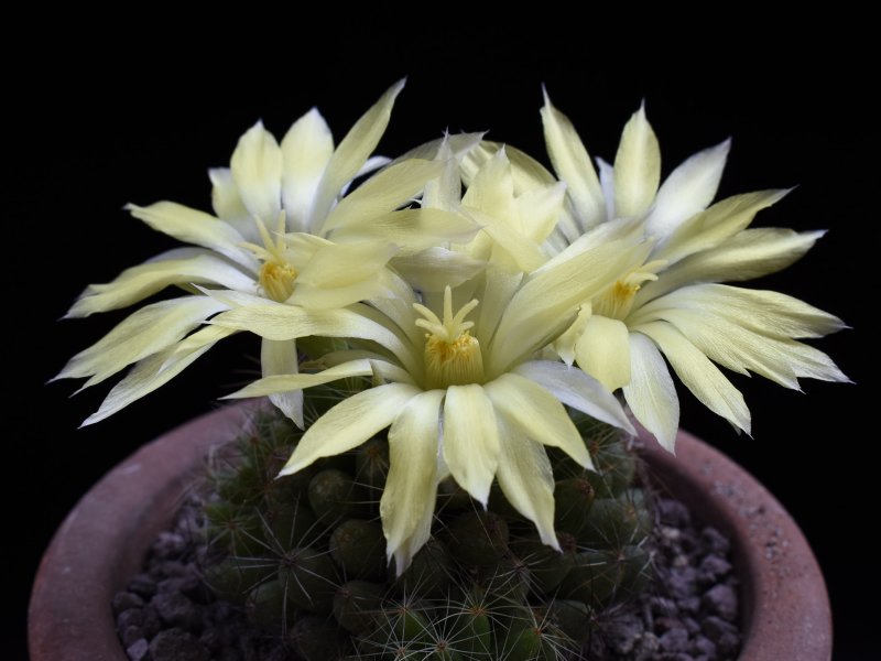 mammillaria sphaerica