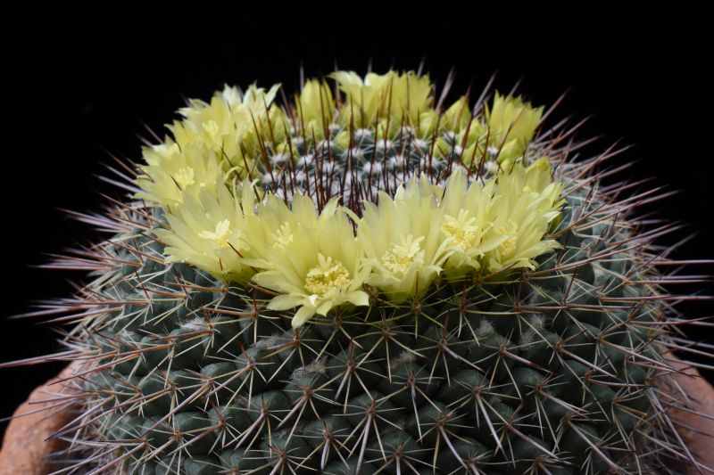 mammillaria cobrensis