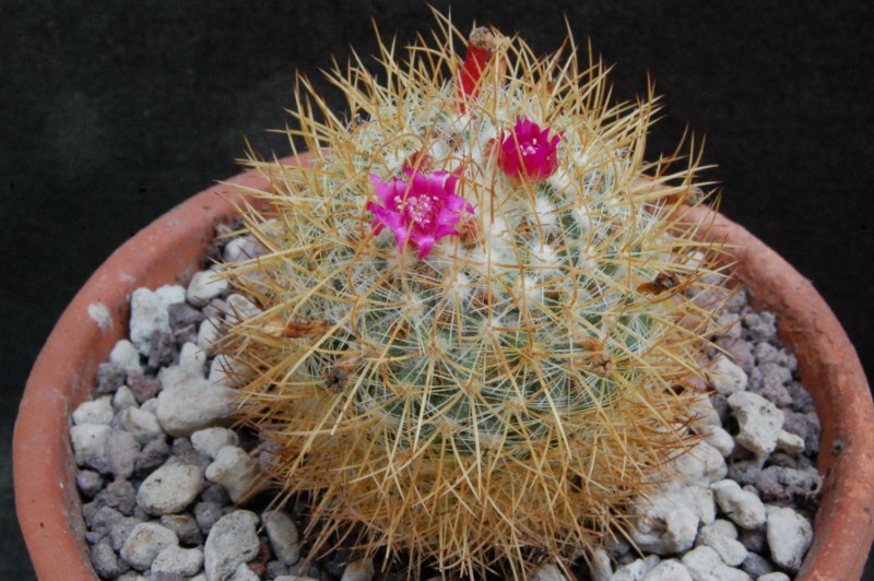 Mammillaria odieriana REP 1172