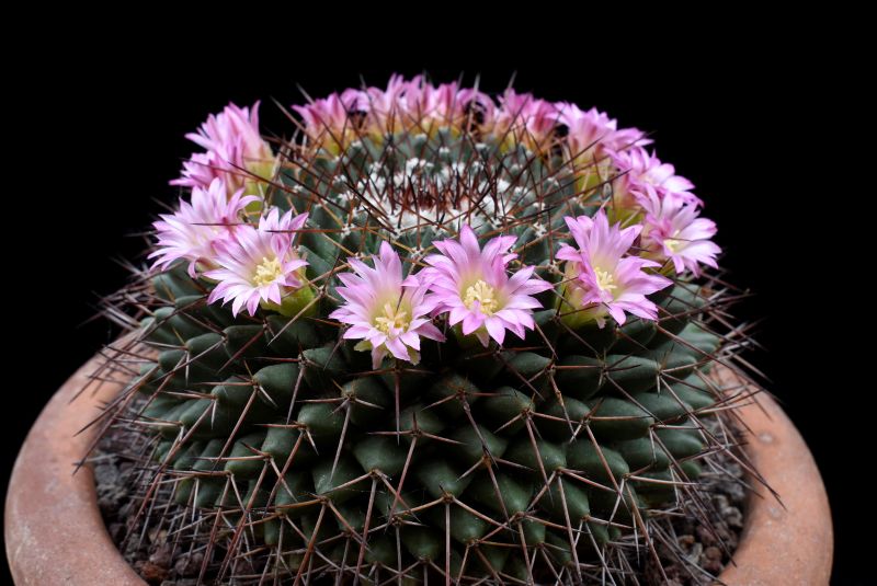 Mammillaria cobrensis 