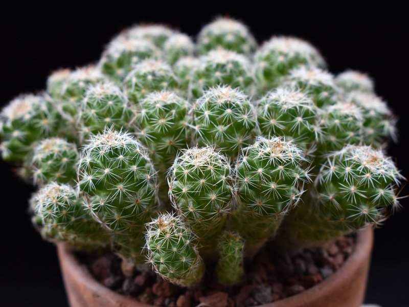 Mammillaria vetula ssp. gracilis f. pulchella 