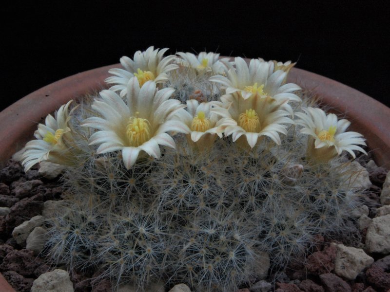 Mammillaria prolifera ssp. texana AdB 1.50