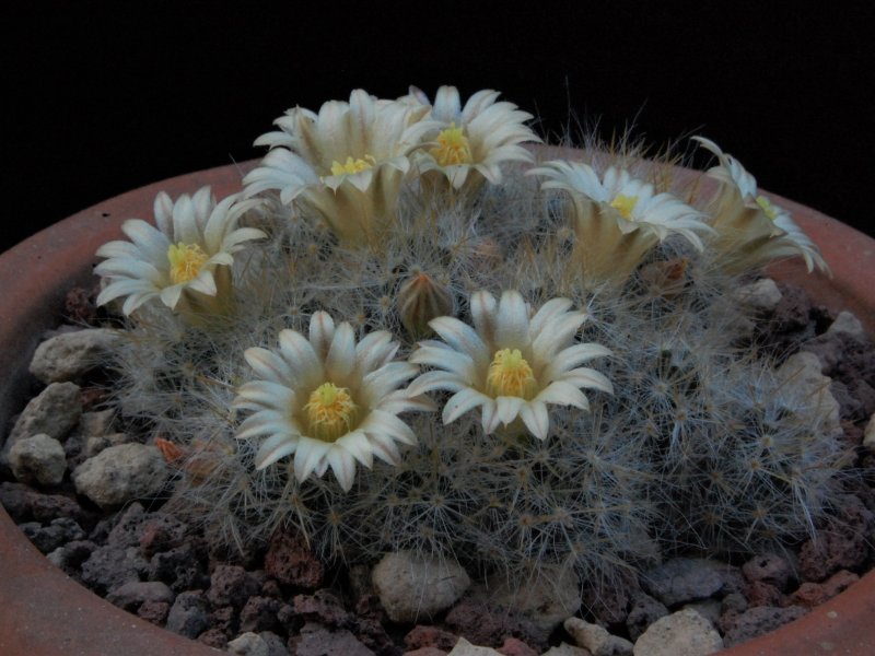 Mammillaria prolifera ssp. texana AdB 1.50